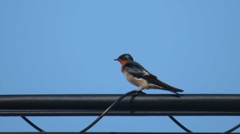 Pacific Swallow Iriomote Island(Iriomotejima) Mon, 4/18/2022