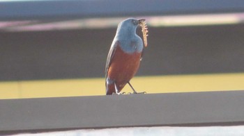 Blue Rock Thrush Kunigamison Thu, 4/14/2022