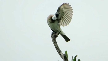 Light-vented Bulbul 那覇市 Thu, 4/14/2022