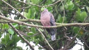 Plumbeous Pigeon Iriomote Island(Iriomotejima) Sat, 4/16/2022