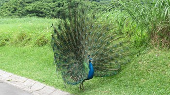 Indian Peafowl Ishigaki Island Wed, 4/20/2022