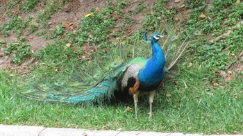 Indian Peafowl Ishigaki Island Wed, 4/20/2022