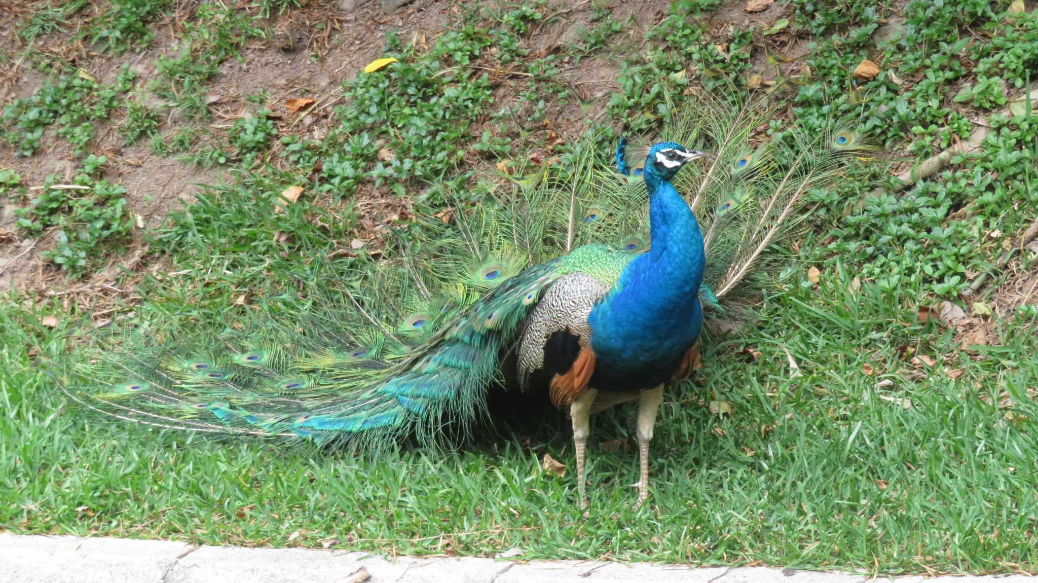 Photo of Indian Peafowl at Ishigaki Island by samasama3