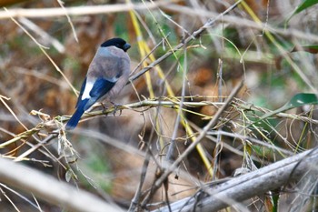 ウソ 秋ヶ瀬公園(野鳥の森) 2024年3月13日(水)