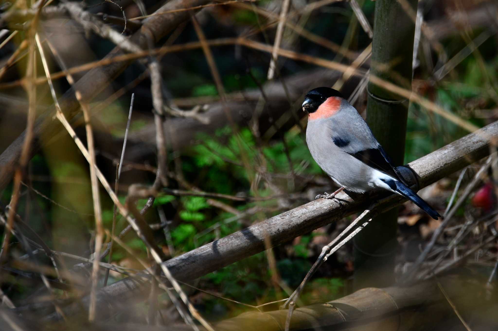 Photo of Eurasian Bullfinch at 秋ヶ瀬公園(野鳥の森) by y-kuni