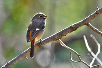 ジョウビタキ 秋ヶ瀬公園 こどもの森 2024年3月13日(水)