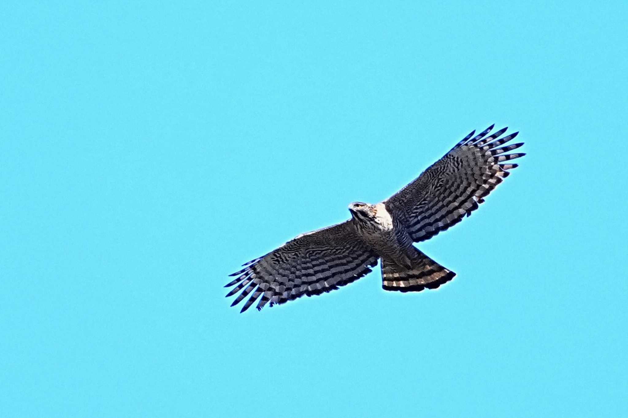 Photo of Mountain Hawk-Eagle at 名栗湖 by 川４