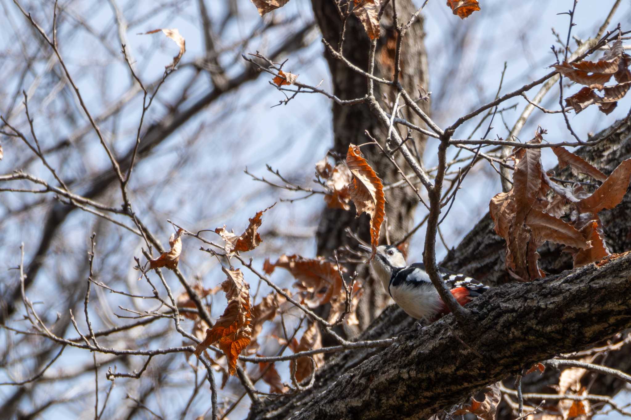 Photo of Great Spotted Woodpecker at 三ツ石森林公園 by MNB EBSW