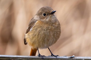 Daurian Redstart 雪入ふれあいの里公園 Wed, 3/13/2024