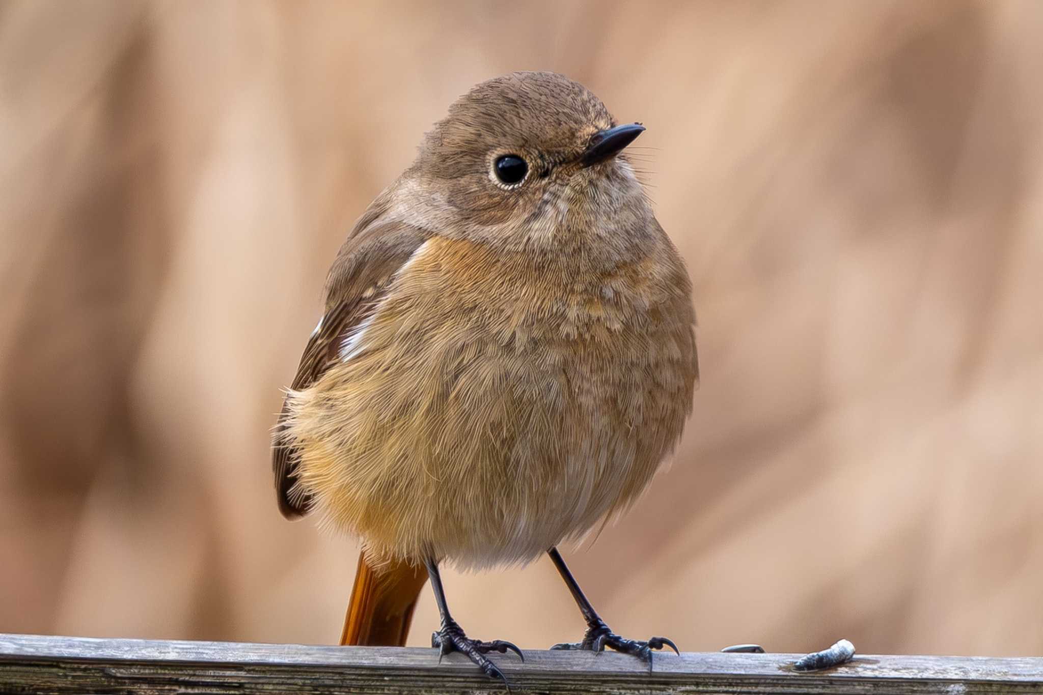 Daurian Redstart