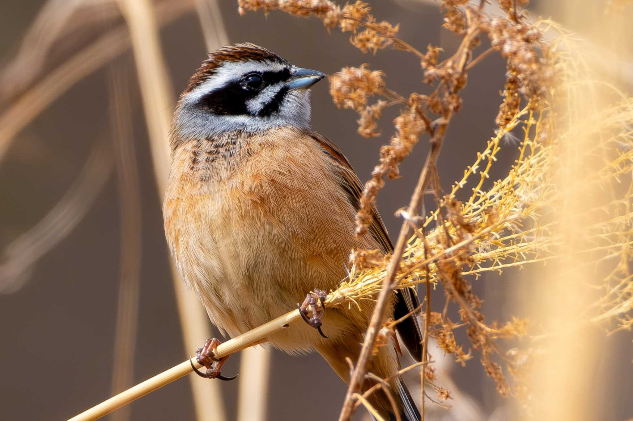 Photo of Meadow Bunting at 雪入ふれあいの里公園 by MNB EBSW