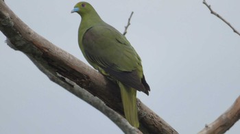 Ryukyu Green Pigeon Ishigaki Island Wed, 4/20/2022