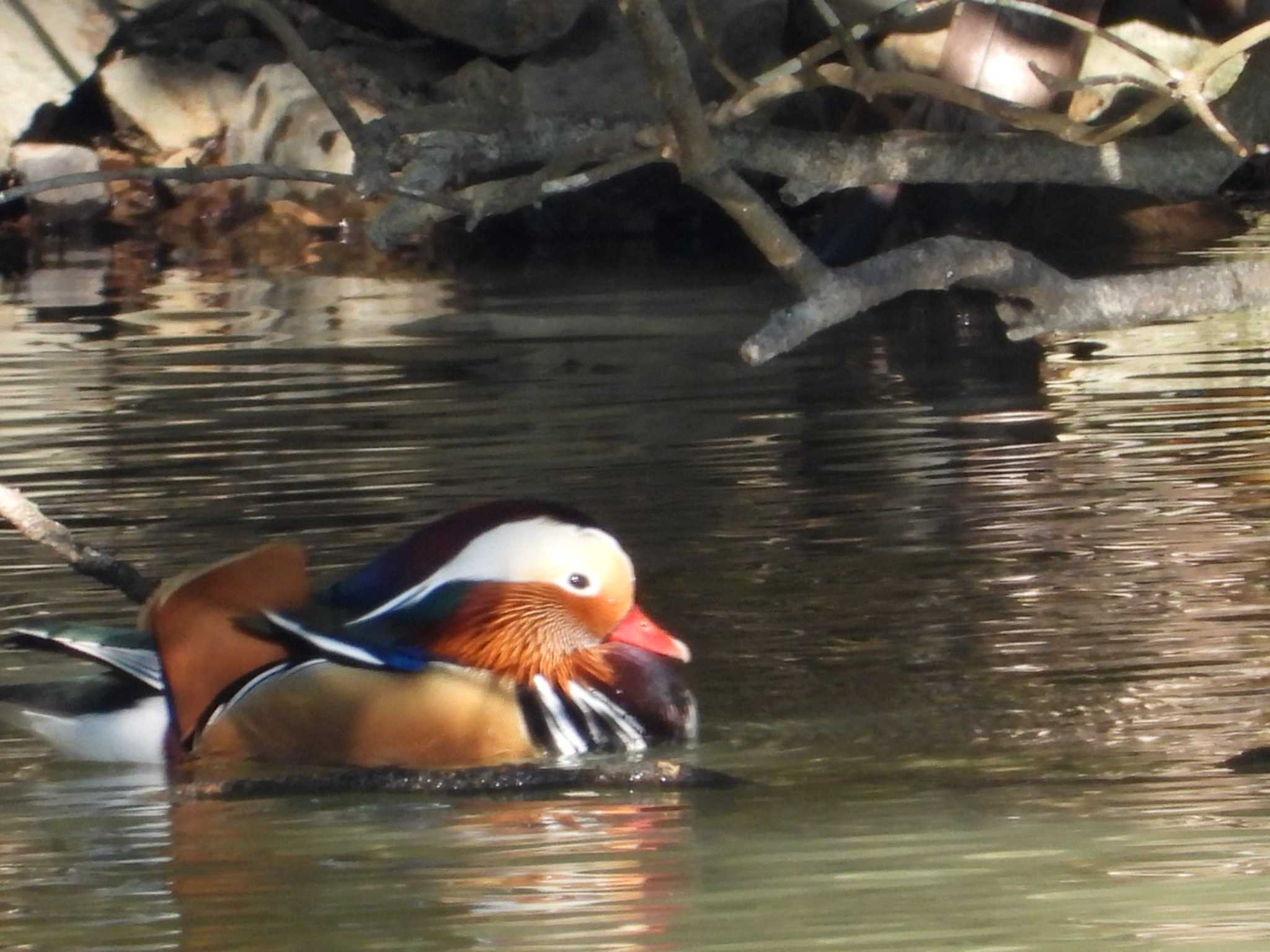 Photo of Mandarin Duck at 岡山市北区 by タケ