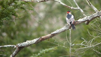 エゾアカゲラ 北大研究林(北海道大学苫小牧研究林) 2018年11月17日(土)