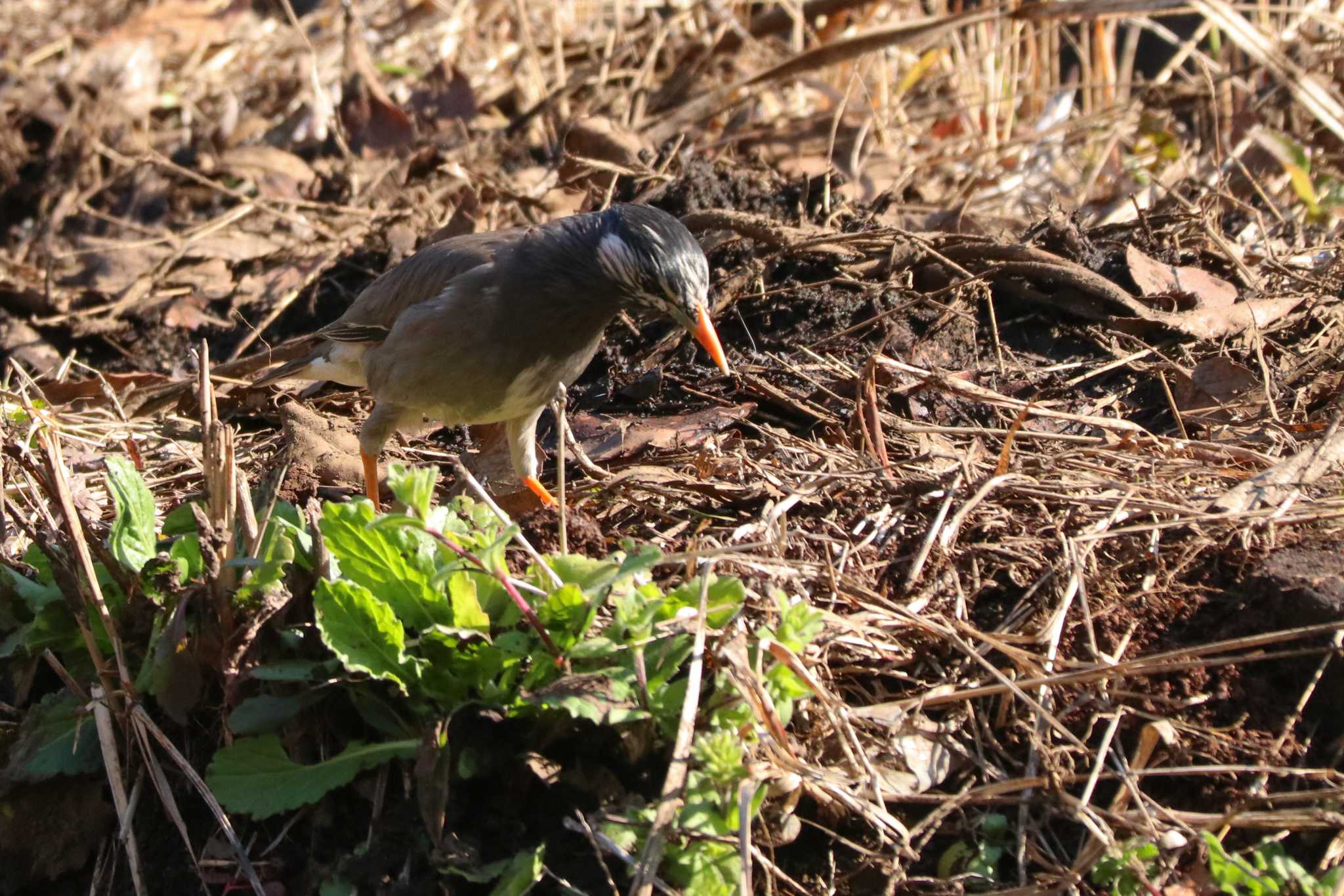 White-cheeked Starling