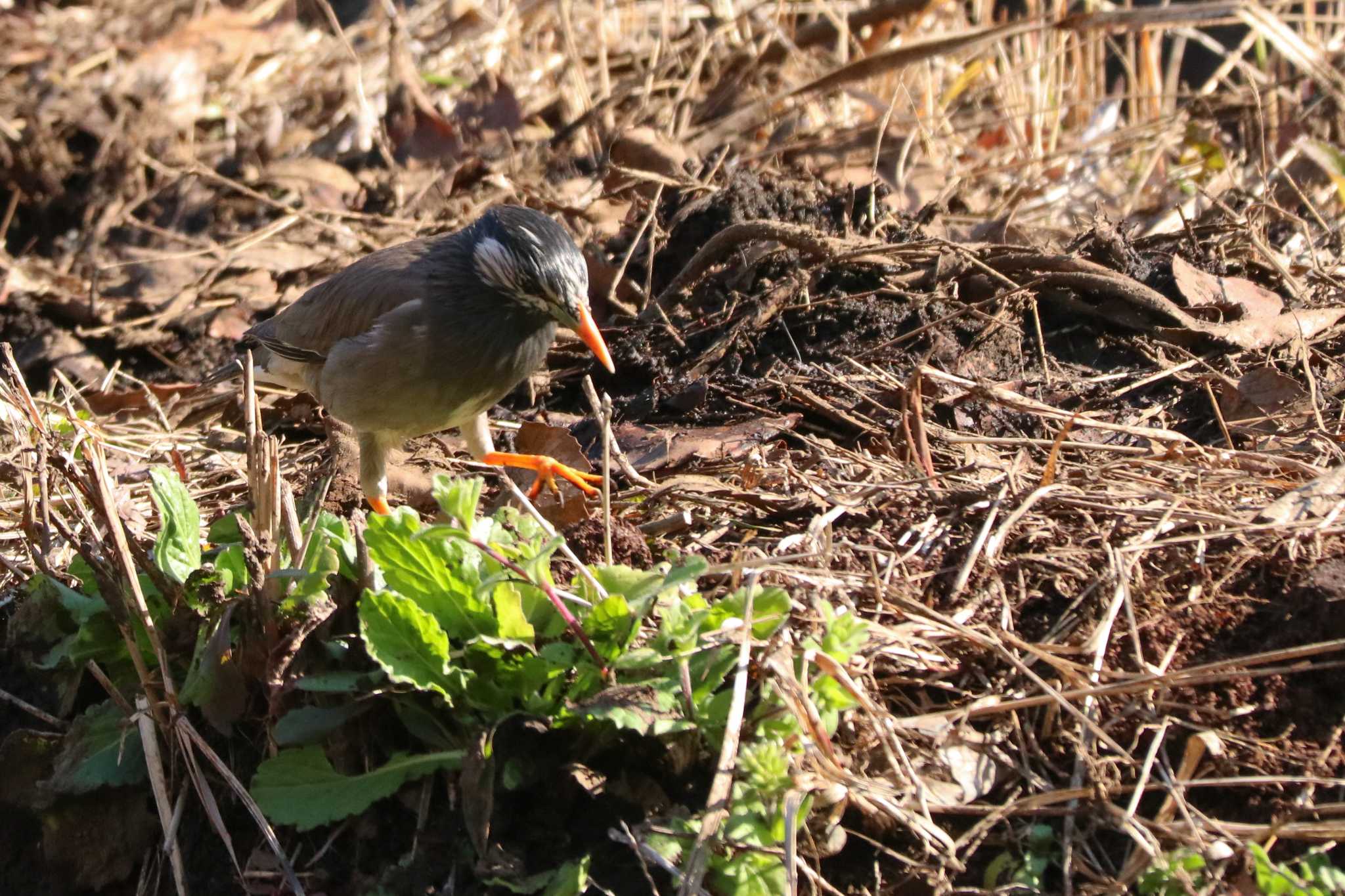 White-cheeked Starling