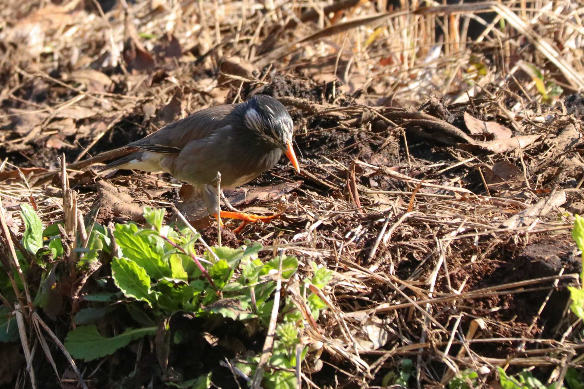 White-cheeked Starling