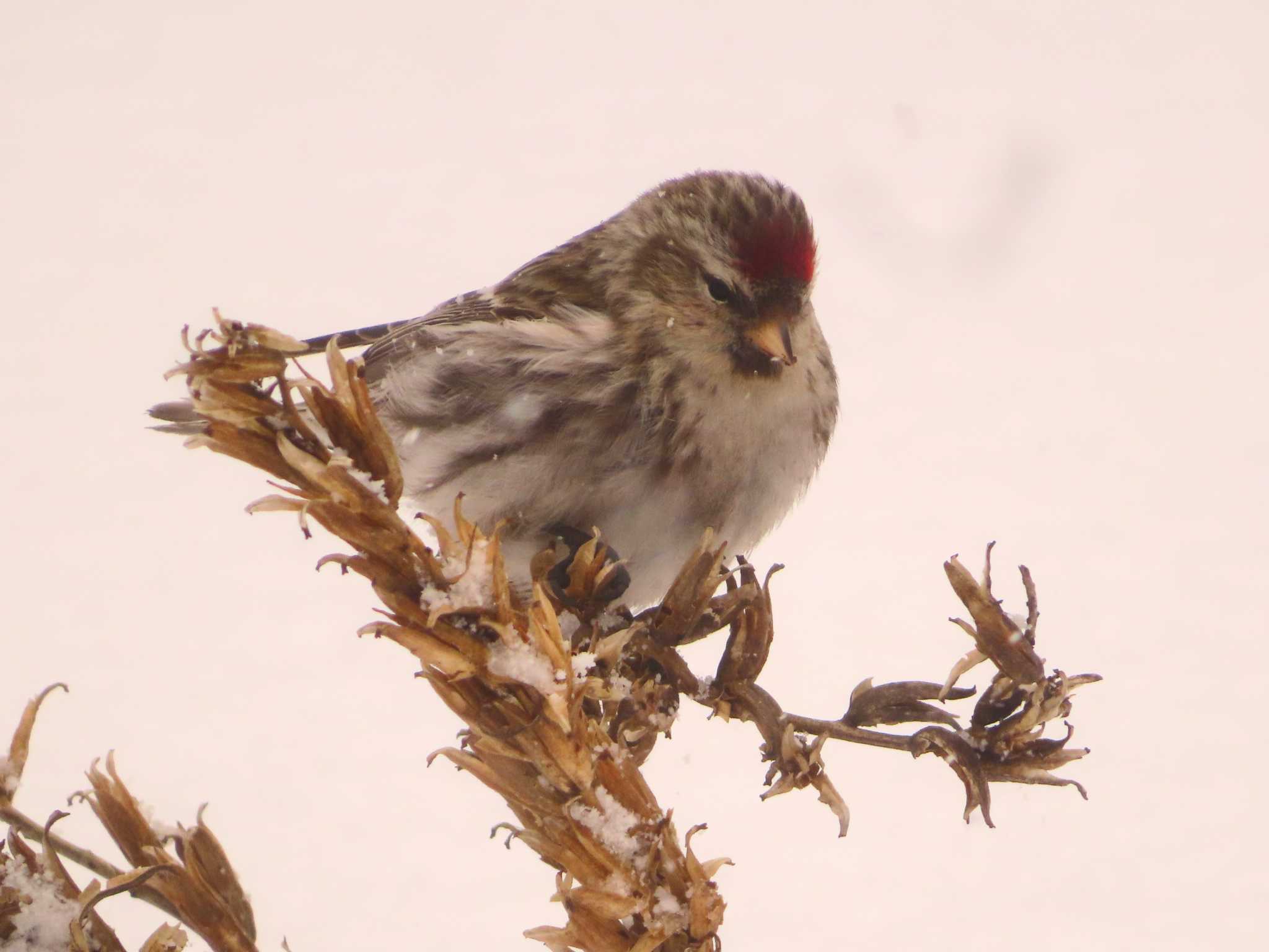 Photo of Common Redpoll at Makomanai Park by ゆ