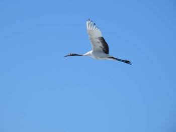 Red-crowned Crane 長都沼(千歳市) Wed, 3/13/2024