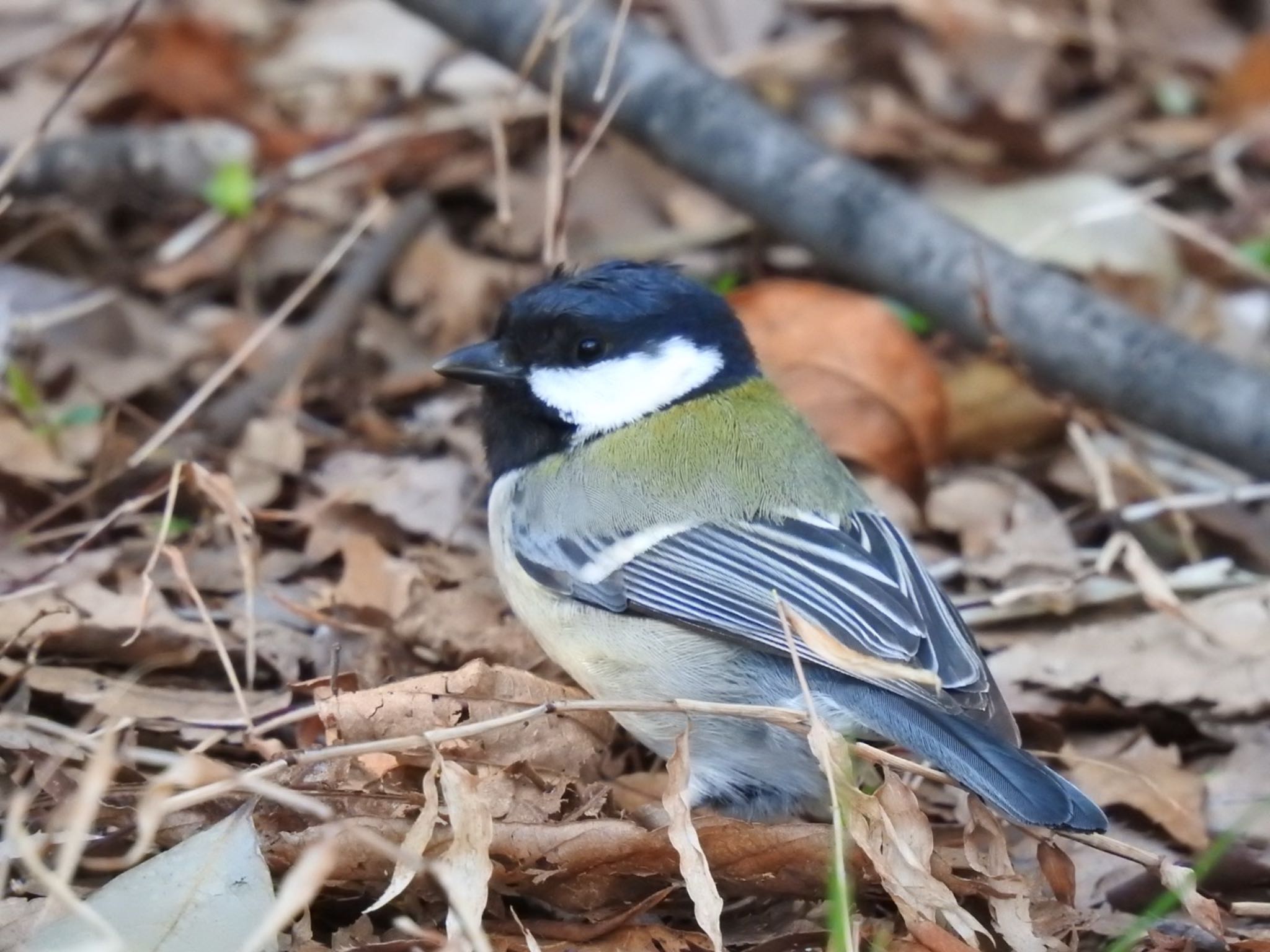 シジュウカラ