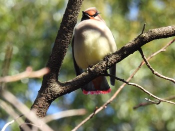 2024年3月13日(水) 東高根森林公園の野鳥観察記録