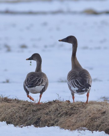 Taiga Bean Goose 北海道 Sun, 3/10/2024