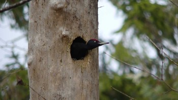 2018年11月17日(土) 北大研究林(北海道大学苫小牧研究林)の野鳥観察記録