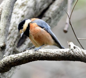 Varied Tit 長良川ふれあいの森 Wed, 3/13/2024