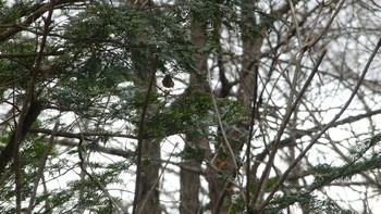 キクイタダキ 北大研究林(北海道大学苫小牧研究林) 2018年11月17日(土)