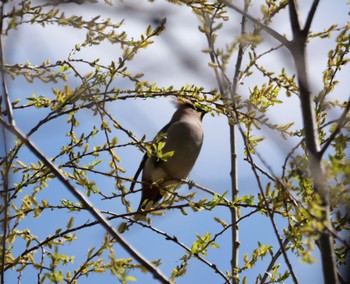 Bohemian Waxwing 静岡市 Wed, 3/13/2024