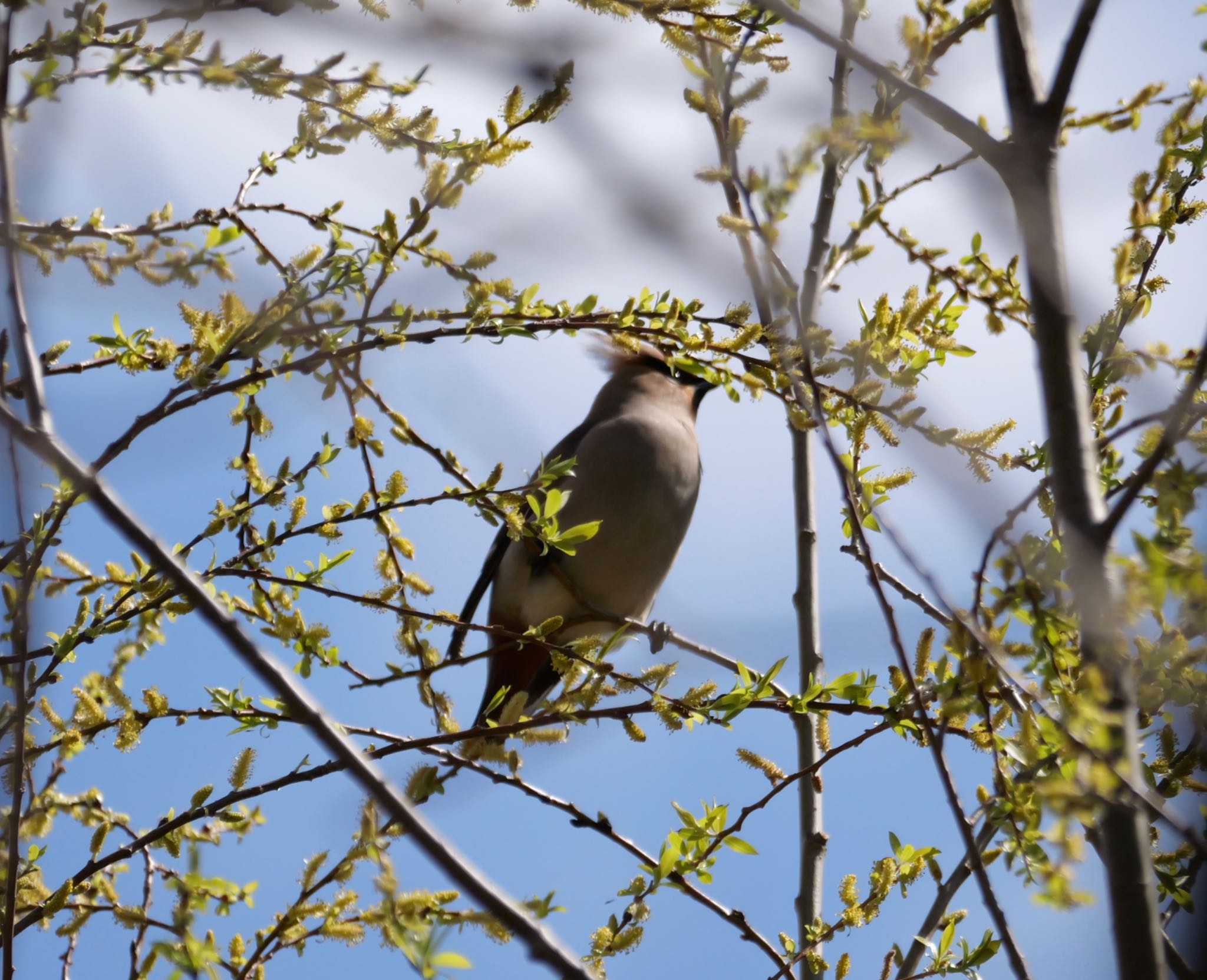 Photo of Bohemian Waxwing at 静岡市 by Toshi