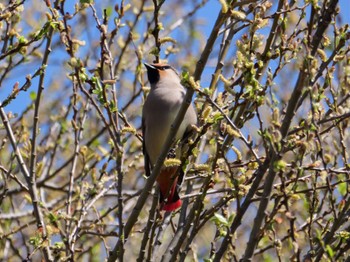 Japanese Waxwing 静岡市 Wed, 3/13/2024
