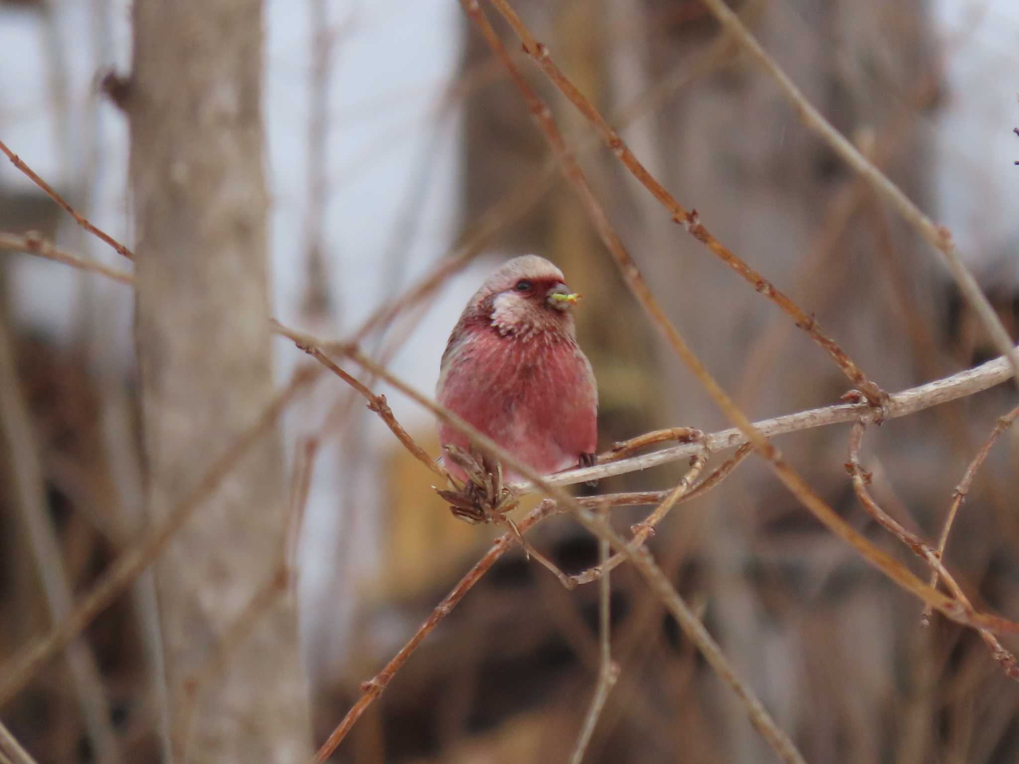 Siberian Long-tailed Rosefinch