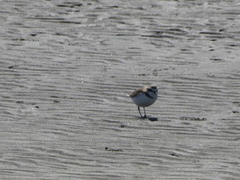 Kentish Plover Sambanze Tideland Wed, 3/13/2024