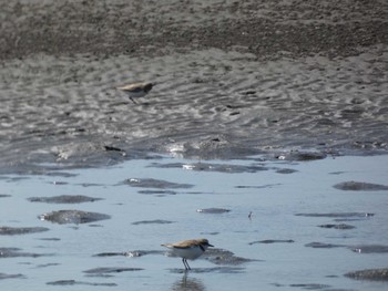 Kentish Plover Sambanze Tideland Wed, 3/13/2024