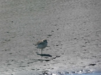 ダイゼン ふなばし三番瀬海浜公園 2024年3月13日(水)