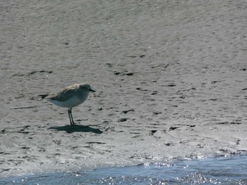 2024年3月13日(水) ふなばし三番瀬海浜公園の野鳥観察記録