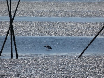 ミヤコドリ ふなばし三番瀬海浜公園 2024年3月13日(水)