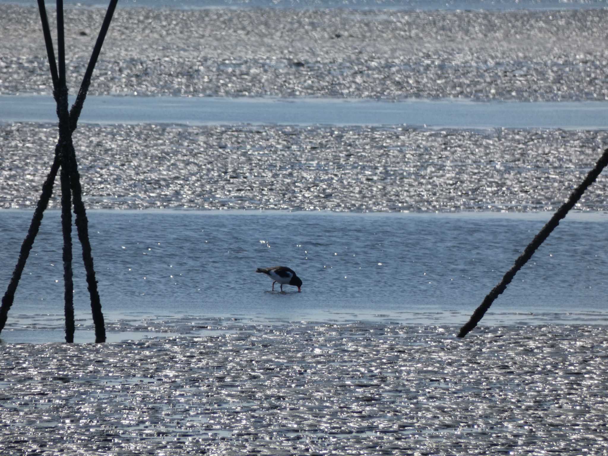 ふなばし三番瀬海浜公園 ミヤコドリの写真 by 佐々木と鳥ちゃん