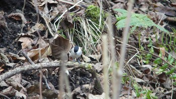 Sun, 11/18/2018 Birding report at 千歳川(烏柵舞橋〜第四発電所付近)