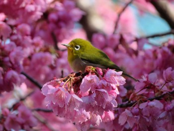 Warbling White-eye Unknown Spots Wed, 3/13/2024