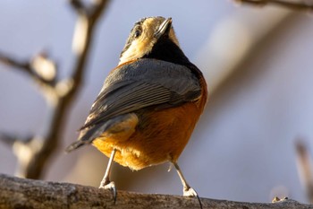 Varied Tit Yoyogi Park Sun, 3/10/2024