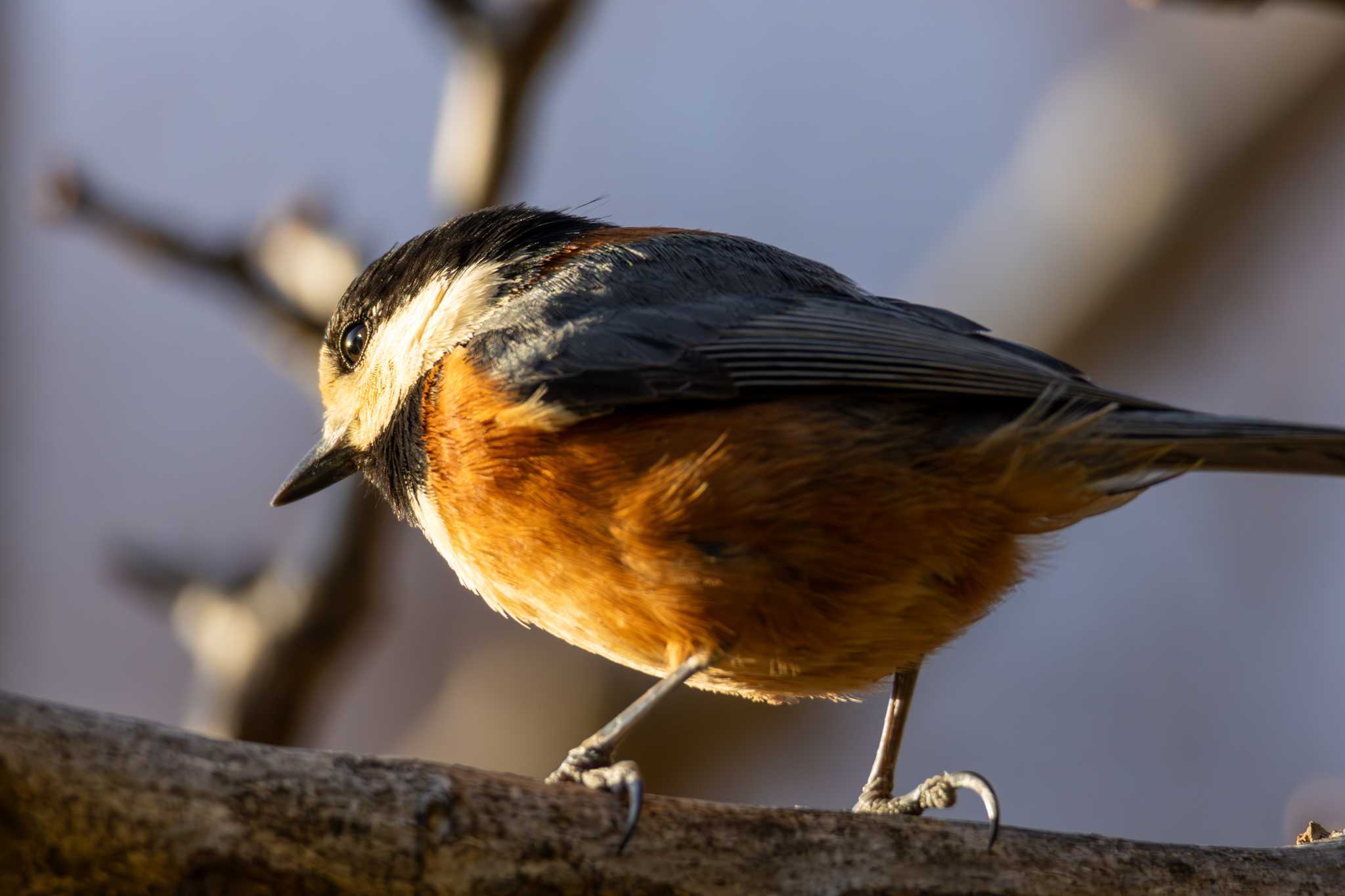 Photo of Varied Tit at Yoyogi Park by ちゃま