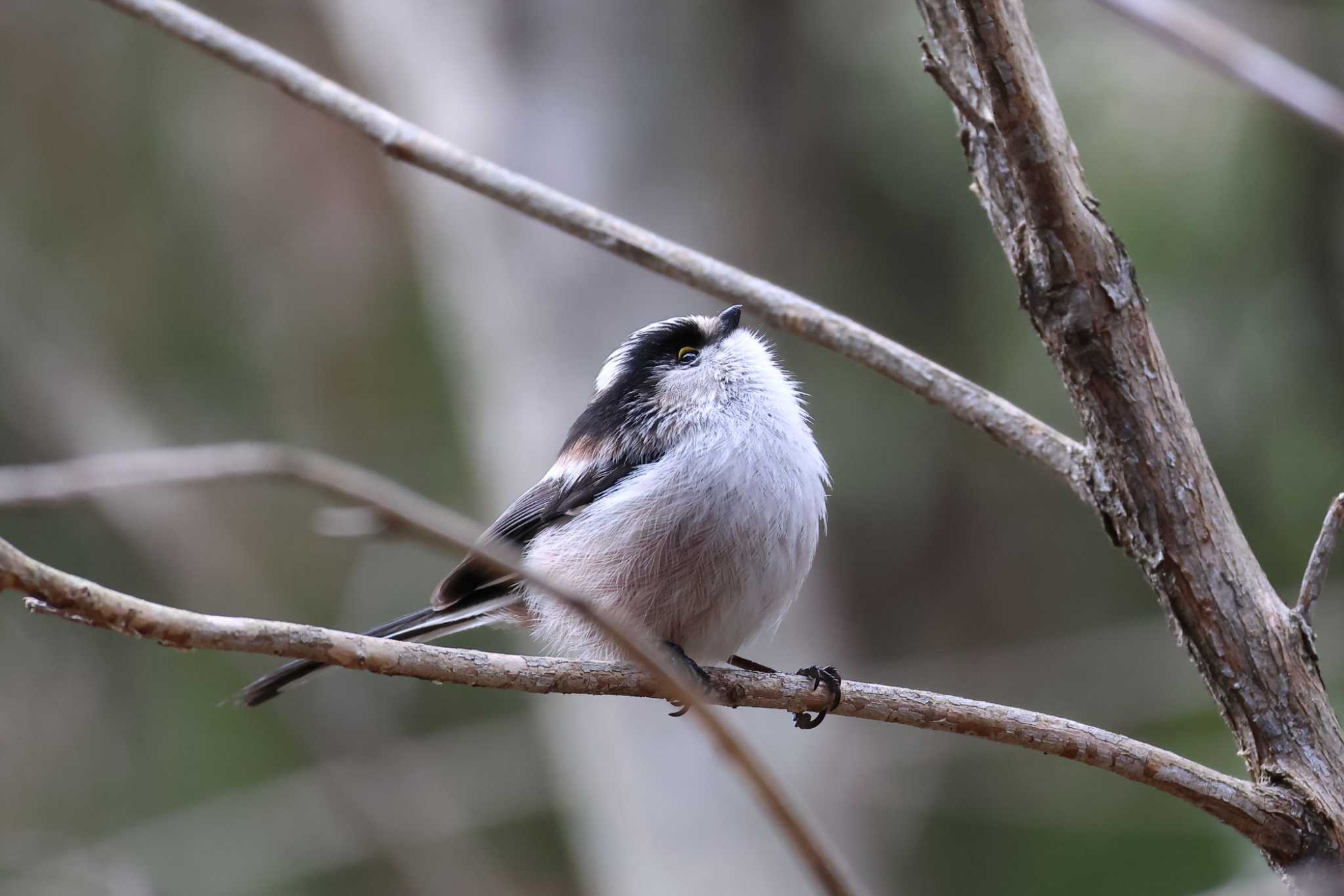 Photo of Long-tailed Tit at Arima Fuji Park by いわな