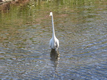 Tue, 2/20/2024 Birding report at 元小山川沿い(本庄市)