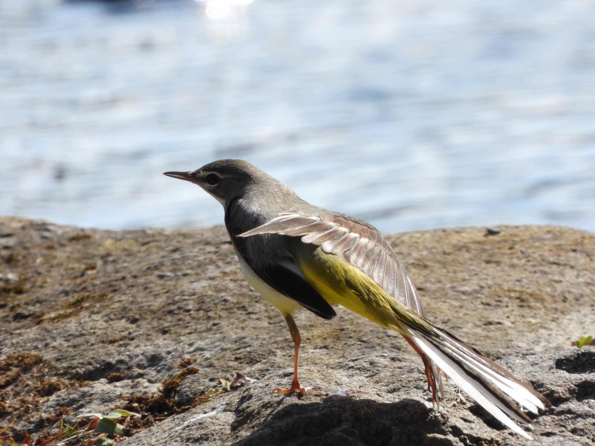 Grey Wagtail