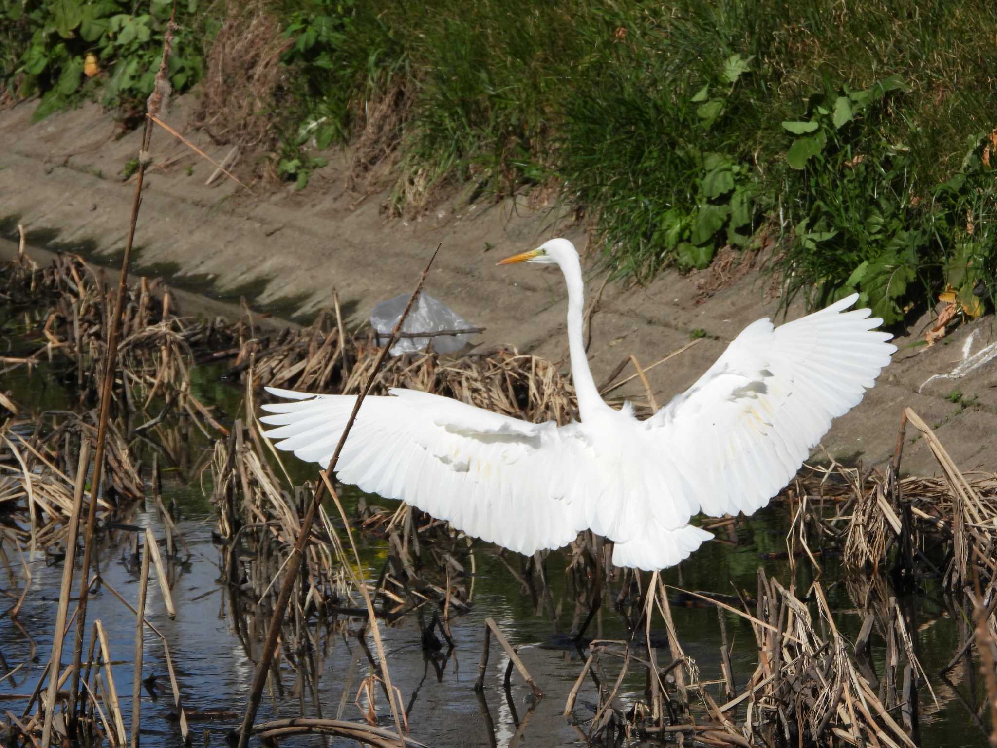 Great Egret