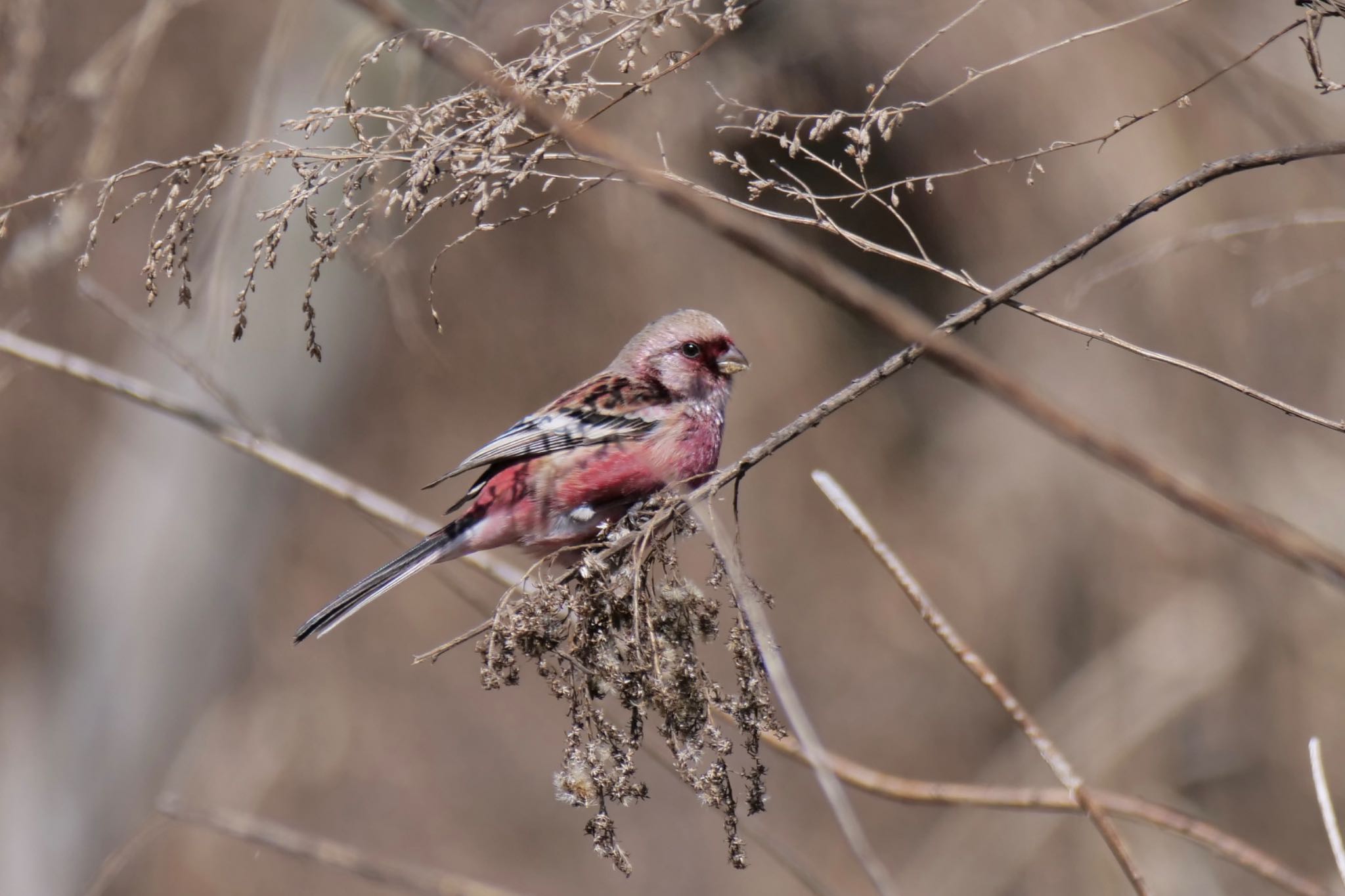 Photo of Siberian Long-tailed Rosefinch at 岐阜県 by sana
