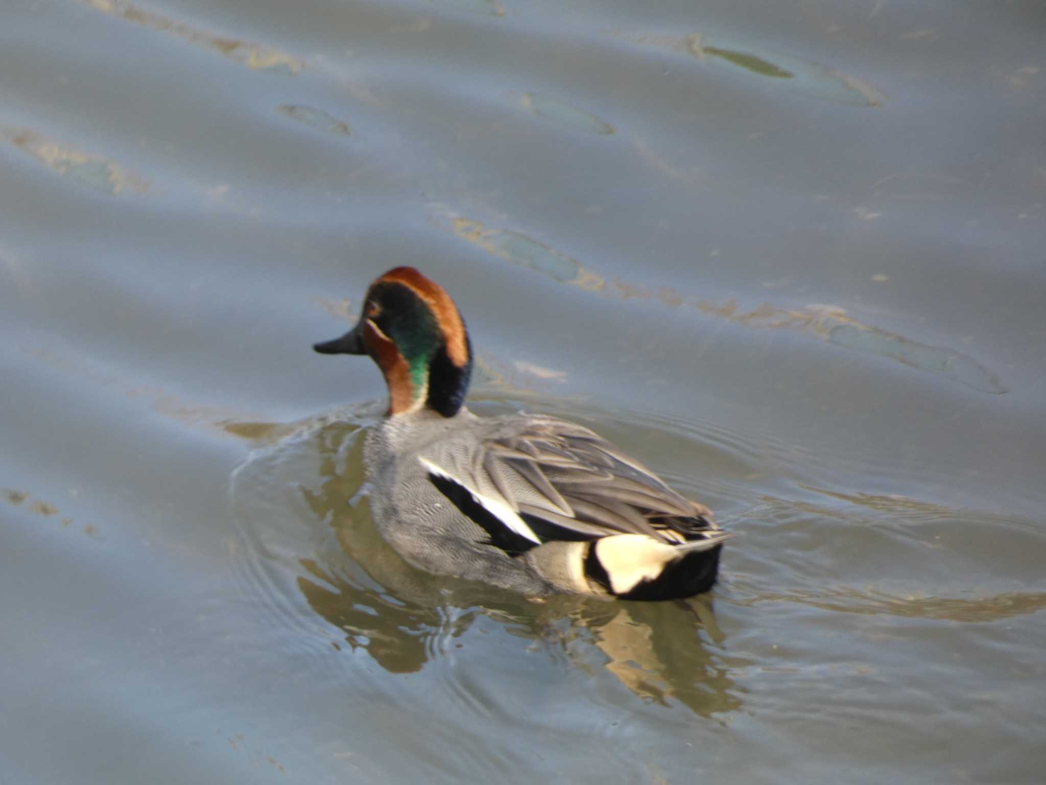 Eurasian Teal