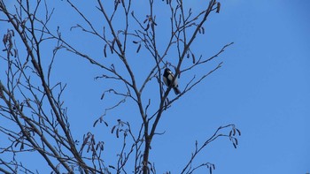 2018年11月23日(金) 千歳川(烏柵舞橋〜第四発電所付近)の野鳥観察記録